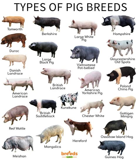 The Various Breeds of Pet Pigs: Choosing the Perfect Match