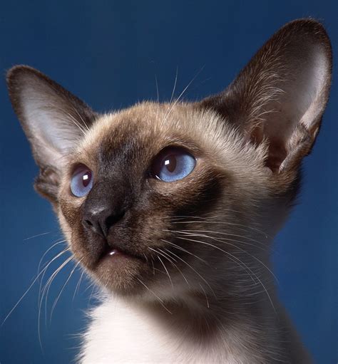 The Various Kinds of Siamese Cats and Their Distinctive Traits