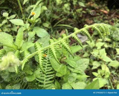 The Verdant Splendor of Towering Blades: Symbolism in the Splendor of Nature