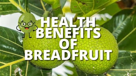 The Versatility and Nutritional Benefits of Breadfruit