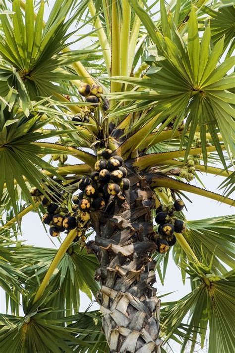 The Versatility of Juvenile Palm Fruits