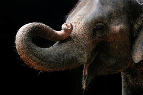 The Versatility of the Elephant's Trunk: A Symbol of Ingenuity and Flexibility