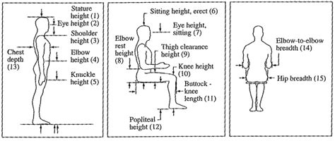 The Vertical Measurement of Amanda's Stature