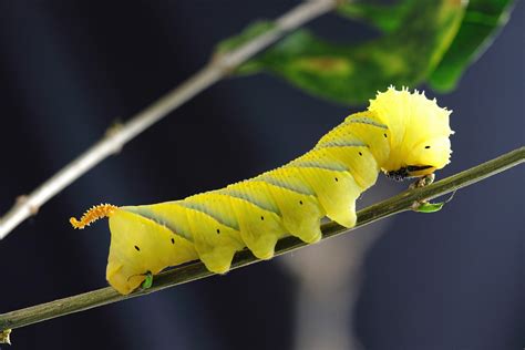 The Vibrant Colors of the Caterpillar and their Significance