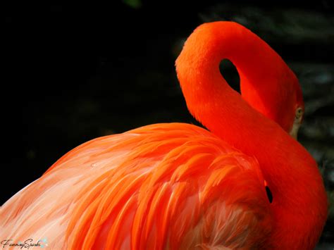 The Vibrant Realm of Flamingos