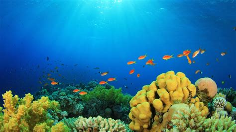 The Vital Contribution of Petite Coral-Colored Fish to the Coral Ecosystem