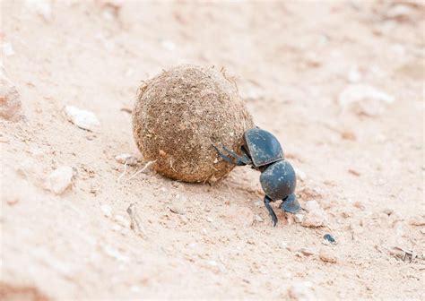 The Vital Role of Dung Beetles in Ecosystems