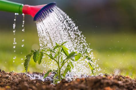 The Vital Role of Soil and Watering in Garden Upkeep