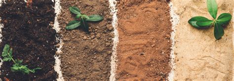 The Vital Role of Soil in Achieving Gardening Success