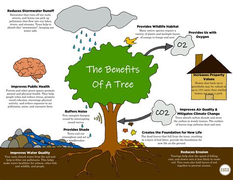 The Vital Role of Trees in our Ecosystem