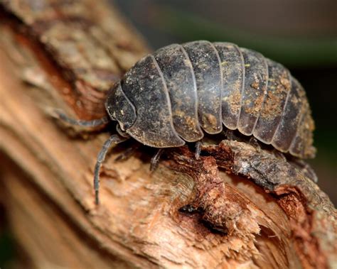 The Vital Role of Woodlice in Ecosystems