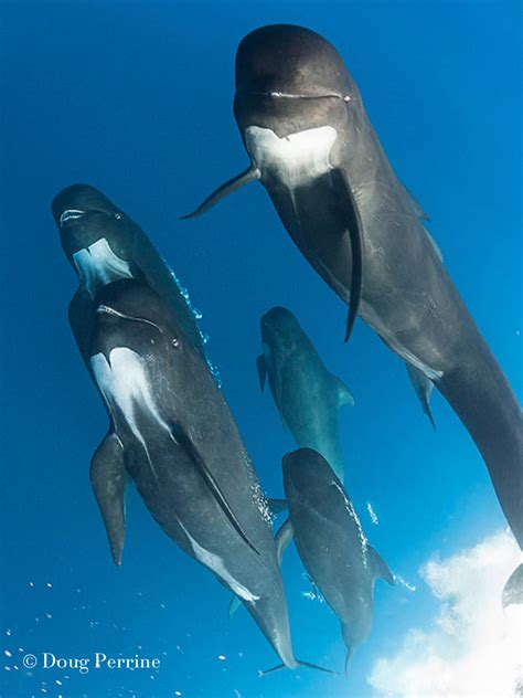 The Vocalizations of Pilot Whales: A Language of their Own