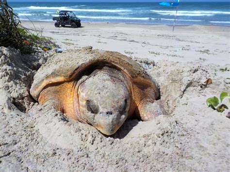 The Waiting Game: The Extended Incubation Period of Marine Turtle Nests