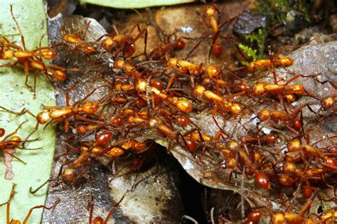 The Wanderer's Life: Exploring Army Ants' Eternal Pursuit of Resources