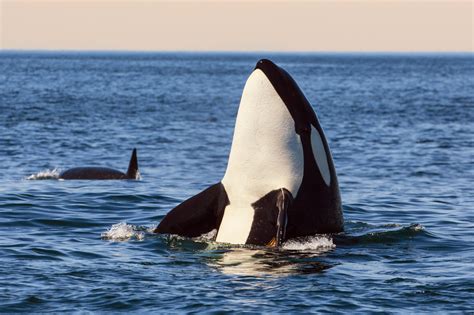 The Whales' Dietary Preferences and Feeding Patterns: A Glimpse into their Gastronomic Selection