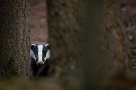 The White Badger in Folklore and Mythology