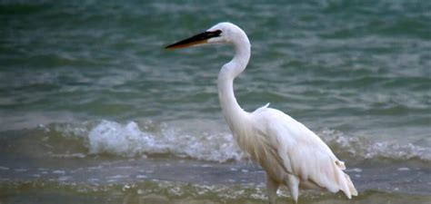 The White Crane as a Symbol of Longevity and Wisdom