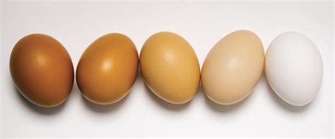 The White Egg as a Representation of Potential and Birth