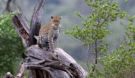 The White Leopard: A Striking Beast Worth Safeguarding