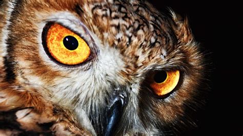 The Wisdom and Intuition Associated with Owls