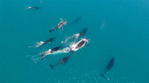 The Wonder of Whale Migration