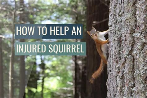 The Wounded Squirrel: Causes and Implications