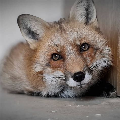 The allure of a pet fox: What makes it so special?