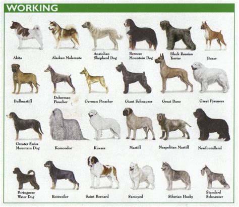 The allure of large pale-colored canine breeds in various cultures