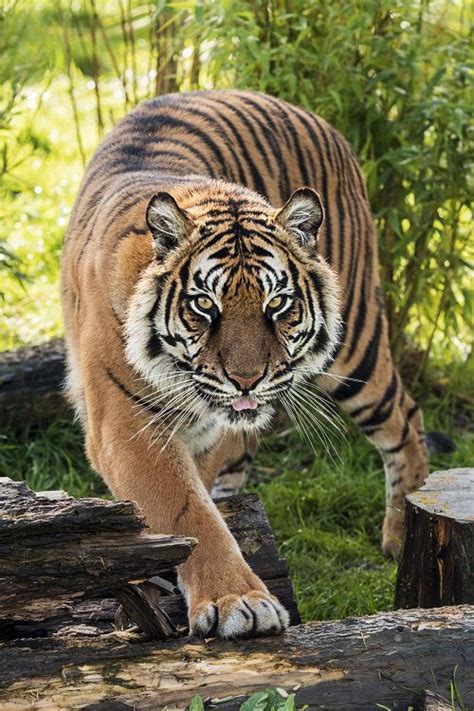 The captivating journey of the enigmatic Tiger Wilde