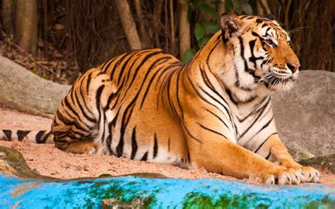 The influence of tiger ownership on efforts towards conserving the species