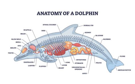 The science behind dolphin flight: Understanding their anatomy