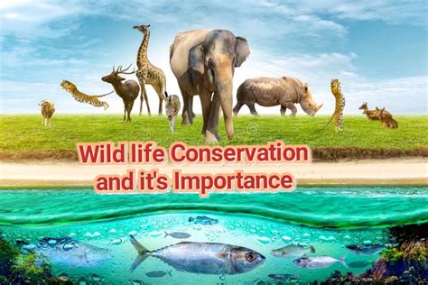 The significance for wildlife conservation