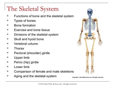 Theoretical Explanations of Regurgitating Skeletal Structure in Dreams