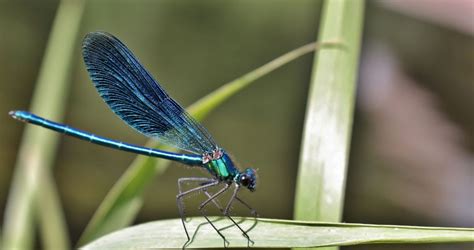 This Enigmatic Insect: Exploring the Significance and Symbolism of the Majestic Dragonfly