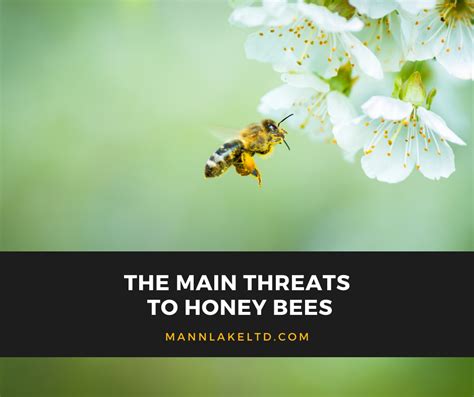 Threats: Challenges Facing Honey Bees