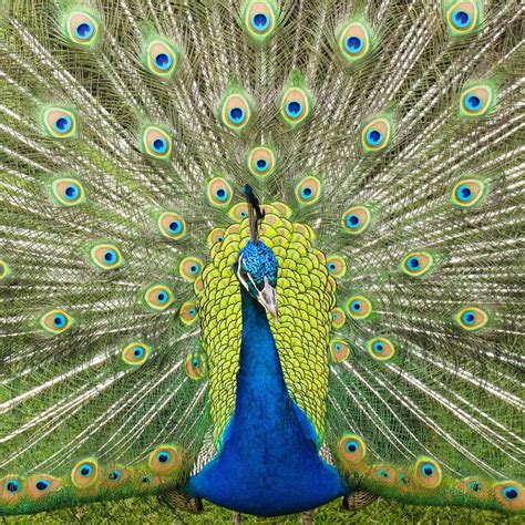 Threats to Peacock Population and the Conservation of its Exquisite Hues