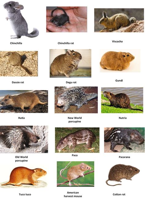 Threats to the Survival of Magnificent Rodent Species