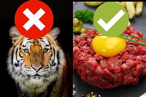 Tiger Meat: A Metaphor for Power and Dominance