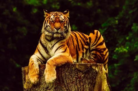 Tigers as Symbols of Strength and Power