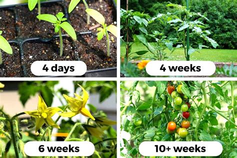 Timing Your Tomato Planting for Maximum Growth Potential