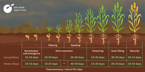 Timing and Spacing: Optimal Conditions for Growing Delicious Tubers