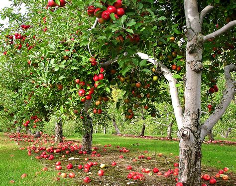 Timing and Techniques for Successful Planting of Apple Trees