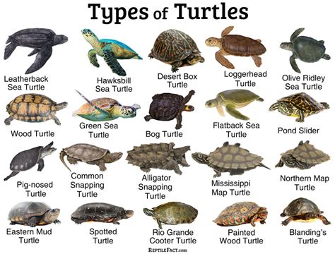 Tiny Turtle Breeds: Exploring the Different Types and Their Unique Characteristics