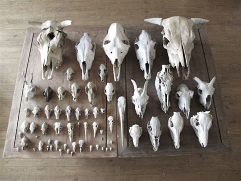 Tips and Techniques for Creating Your Personal Skull Collection