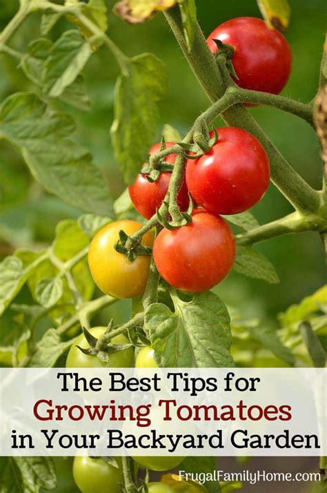 Tips and Techniques for Successful Tomato Cultivation in Your Own Backyard