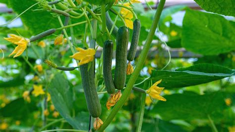 Tips and Tricks for Cultivating Pristine Cucumbers: Enhancing Growth with Clever Techniques