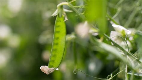 Tips and Tricks for Maximizing the Flavor Potential of Peas: Unleashing their Culinary Magic