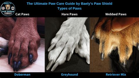 Tips for Analyzing Dreams of a Canine’s Paw Detaching Based on Distinct Canine Breeds