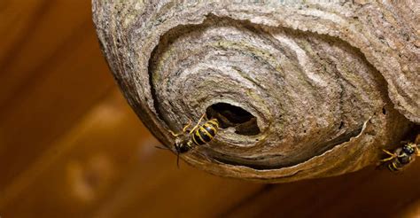 Tips for Analyzing and Contemplating Dreams about Wasp Nests