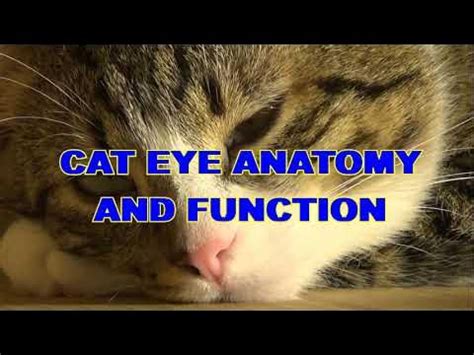 Tips for Analyzing and Decoding Your Vision of a Feline in an Automobile